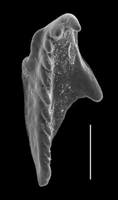 <i>Oenonites gadomskae (Kielan-Jaworowska, 1966)</i><br />Viru Mine, 12/28, -3.35 m, Uhaku Stage