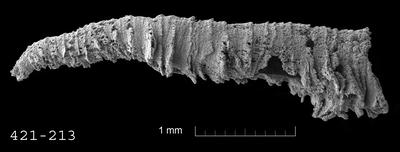 https://files.geocollections.info/large/7d/cf/7dcfffbd-54bb-498e-8862-9d9d95c0382a.jpg