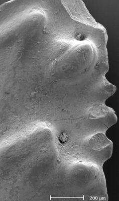 https://files.geocollections.info/large/7d/df/7ddfd11b-4eb6-4236-b6d3-8a9eebab9480.jpg