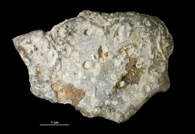 <i>Trypanites isp.</i><br />Velise river, Võiva outcrop,  m, Adavere Stage