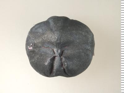 https://files.geocollections.info/large/7d/ed/7ded14ff-ea75-404f-b64b-d2511e1ea3a2.jpg