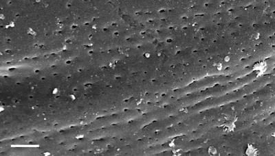 https://files.geocollections.info/large/7d/f1/7df108d6-71e0-4d34-ba0d-1a160a124a0e.jpg