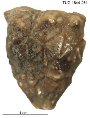 https://files.geocollections.info/large/7d/f3/7df35b5e-e0a3-4739-9015-af4ef0ac931e.jpg