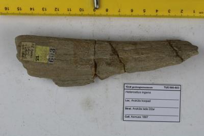 https://files.geocollections.info/large/7d/fa/7dfaa7aa-e6f4-4192-8564-ee02fd3c3457.JPG