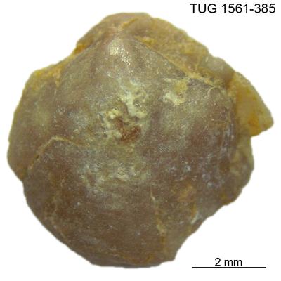 https://files.geocollections.info/large/7e/0a/7e0a1637-1bd4-4200-beb8-2616956425dc.jpg
