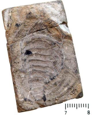 https://files.geocollections.info/large/7e/27/7e27488a-ff76-4c65-ac0b-0cf7dc368f82.jpg