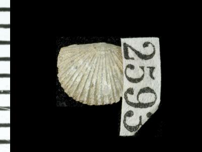 https://files.geocollections.info/large/7e/28/7e28065e-a5e3-4705-b70a-e31ed65fa87e.jpg