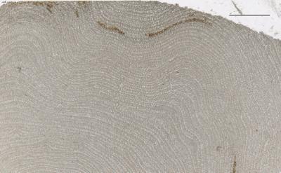 https://files.geocollections.info/large/7e/5f/7e5f0741-fd1f-47e9-b8c7-1b2449868179.jpg