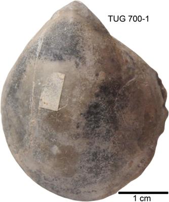 https://files.geocollections.info/large/7e/cf/7ecffe43-6063-445f-9b52-b216215bb29d.jpg