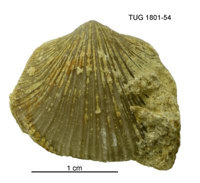 https://files.geocollections.info/large/7e/e8/7ee84295-a177-4e49-9e4b-da6fb9f51a3a.jpg