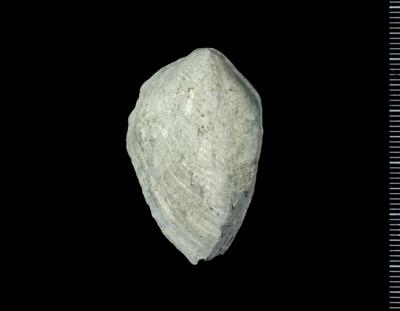 https://files.geocollections.info/large/7f/05/7f055afb-0d2c-4dad-8d4c-b4193b0ba482.jpg