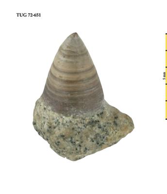 https://files.geocollections.info/large/7f/0a/7f0ac9f5-eae3-4e22-adb3-9d1bcdc7629f.jpg