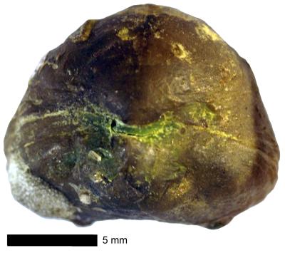 https://files.geocollections.info/large/7f/2f/7f2f9fd7-3c5e-495c-b835-4021ce00b386.jpg