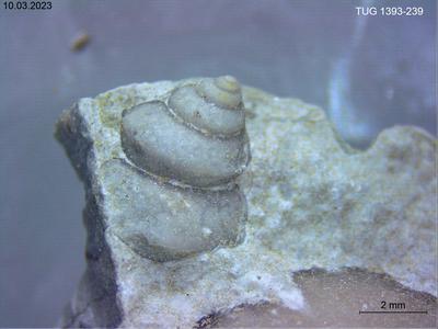 https://files.geocollections.info/large/7f/3a/7f3a5322-d61d-4ab5-a51c-35ceb322f119.jpg
