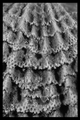 https://files.geocollections.info/large/7f/3b/7f3b2024-26b5-4781-8f1f-204a19d20f65.jpg