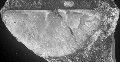 https://files.geocollections.info/large/7f/65/7f65c904-b33d-40a4-b35c-6b3a1e5a9076.jpg