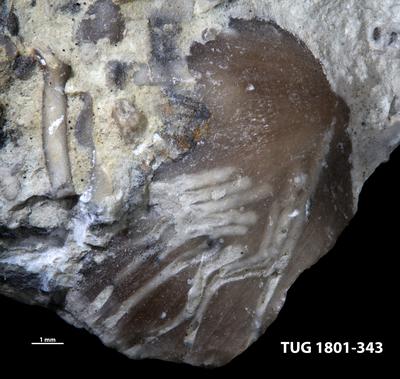 <i></i><br />Rägavere quarry,  m, Rakvere Stage