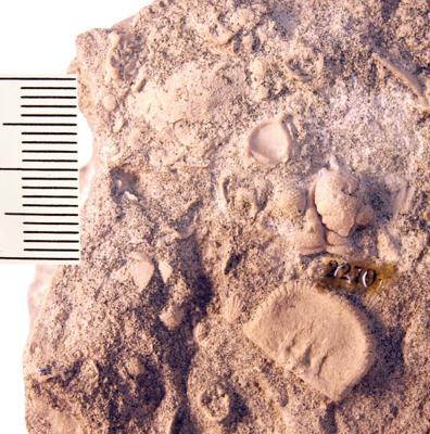https://files.geocollections.info/large/7f/a3/7fa3b57d-8dc5-40cb-b51a-b4f9559d5fb6.jpg