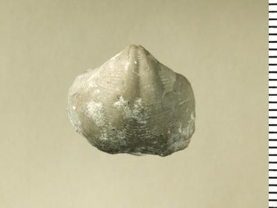 https://files.geocollections.info/large/7f/e8/7fe8d4d0-b262-4b3b-956b-9ce81a172fa4.jpg