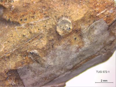 <i></i><br />Kiiu (near to Peterburi road),  m, Kunda Stage