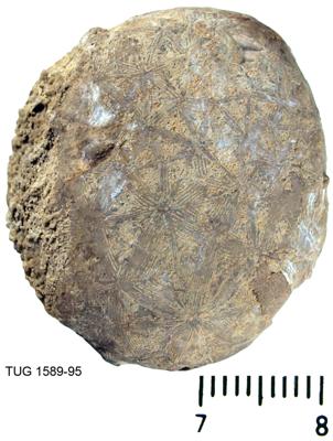 https://files.geocollections.info/large/80/23/8023593c-1778-4849-9658-e2f7b4dcc074.jpg
