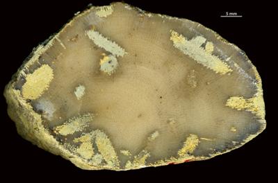 <i>Sanctum isp.</i><br />Aluvere quarry,  m, Haljala Stage