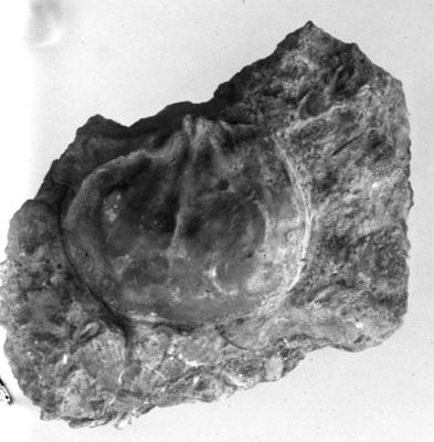 https://files.geocollections.info/large/80/28/8028da60-045c-4e38-9eb9-68fbf6b802e4.jpg