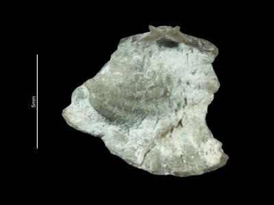 https://files.geocollections.info/large/80/3d/803d78ab-a1a2-43ae-99d5-8297f604f6b3.jpg