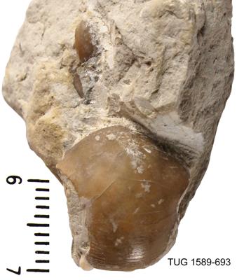 https://files.geocollections.info/large/80/69/80694256-b759-4f3c-921e-6f2e58c5d7f9.jpg