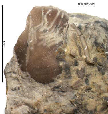 <i></i><br />Rägavere quarry,  m, Rakvere Stage