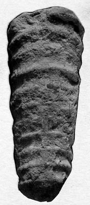 https://files.geocollections.info/large/80/b0/80b0ff3f-e01d-48c9-b345-f1daaaa63a00.jpg