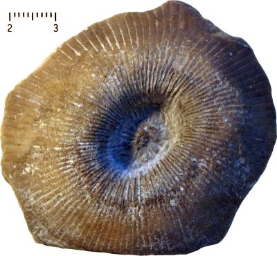 https://files.geocollections.info/large/80/b4/80b4f03f-754b-44eb-9752-cd5e055fcba1.jpg