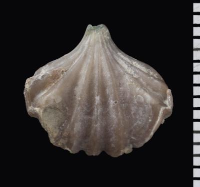 https://files.geocollections.info/large/80/b5/80b58d1c-ae05-4075-8209-18c0084c1e18.jpg