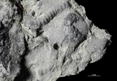 <i>Trypanites isp.</i><br />Vasalemma quarry,  m, Keila Stage