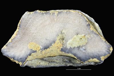 <i>Sanctum? isp.</i><br />,  m, Uhaku Stage