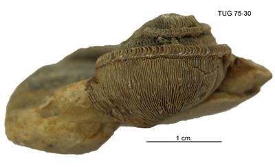 https://files.geocollections.info/large/81/06/8106d086-9ebe-486e-a8b8-b309999bd04f.jpg