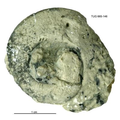 https://files.geocollections.info/large/81/22/8122e399-8568-4e3a-a407-2d3ebdcc23ec.jpg