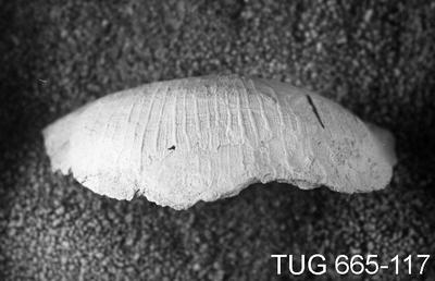 https://files.geocollections.info/large/81/2e/812e8555-f159-4ec7-8bfa-98bae668ac9c.jpg