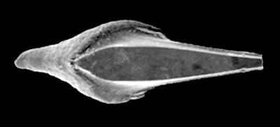 https://files.geocollections.info/large/81/30/81303503-eebc-4ddd-9be6-a6933c369bb3.jpg