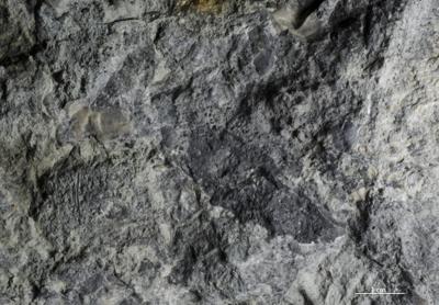 <i>Trypanites isp.</i><br />Vasalemma quarry,  m, Keila Stage