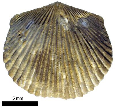 https://files.geocollections.info/large/81/4e/814e6888-d8f9-405f-836d-9eb9b10347db.jpg