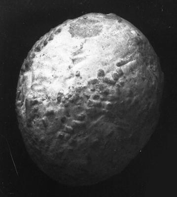https://files.geocollections.info/large/81/58/815855c6-10f7-4e83-b908-f7369123de19.jpg