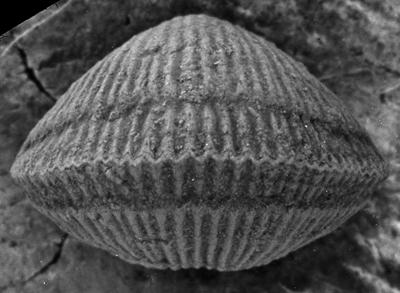 https://files.geocollections.info/large/81/73/8173f26c-8ff8-45a2-bfa2-17238ce10f9f.jpg