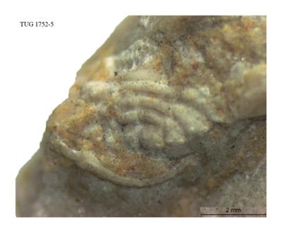 https://files.geocollections.info/large/81/96/819649b1-2595-4fb5-97ae-623e8ae08aa7.jpg