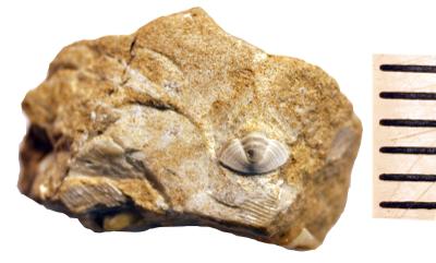 https://files.geocollections.info/large/81/96/8196d987-016f-4a50-9a04-9522bcc46d46.jpg