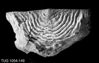 https://files.geocollections.info/large/81/ca/81caa21a-6354-436f-b520-a26623024d50.jpg