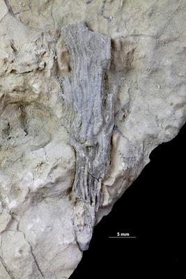 https://files.geocollections.info/large/81/e1/81e10f10-7382-4691-8f7c-52c8f5a1673d.jpg