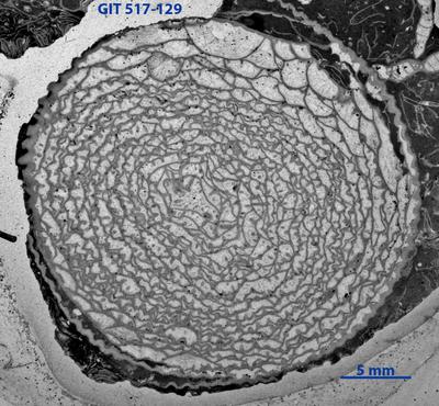 https://files.geocollections.info/large/82/04/82044cb2-45b6-4d0d-8576-df4feb6d66d9.jpg