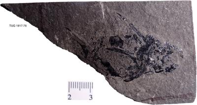 https://files.geocollections.info/large/82/09/82095b00-1be2-4e58-b78b-357d3026e27e.jpg