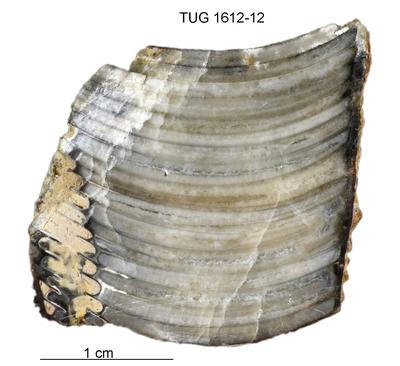 https://files.geocollections.info/large/82/37/82376ab3-5d07-4848-9275-97d178a24703.jpg